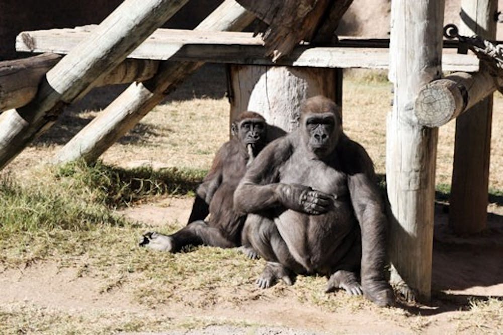 Hope, right, and her son Hasuni sit by a climbing structure in the gorilla exhibit at the Rio Grande Zoo on Nov. 15. 
