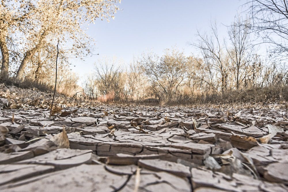 Mudcracks cover dry areas in the Bosque.