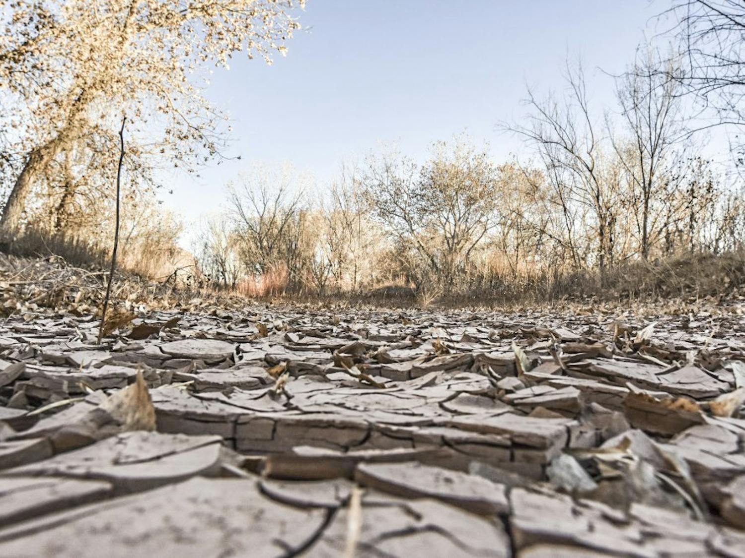 Mudcracks cover dry areas in the Bosque.