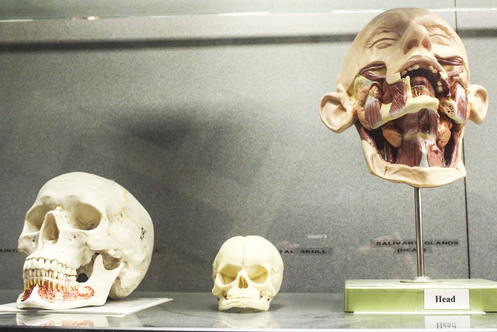 Skulls stand on display at the Health Sciences Center. UNM regents approved a 4.5 percent increase in the cost of health care for all University employees, effective July 1.&nbsp;