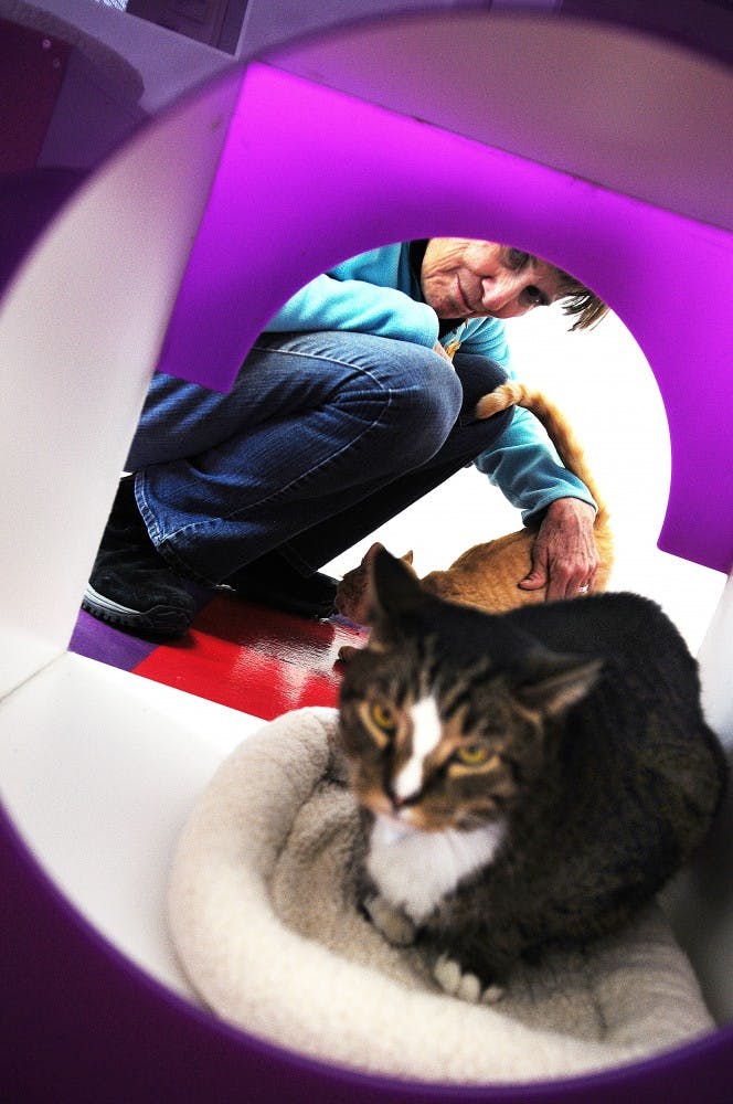	Volunteer Barbara Handal plays with cats at the Animal Humane Association of New Mexico on Monday. All the cats are available for adoption.