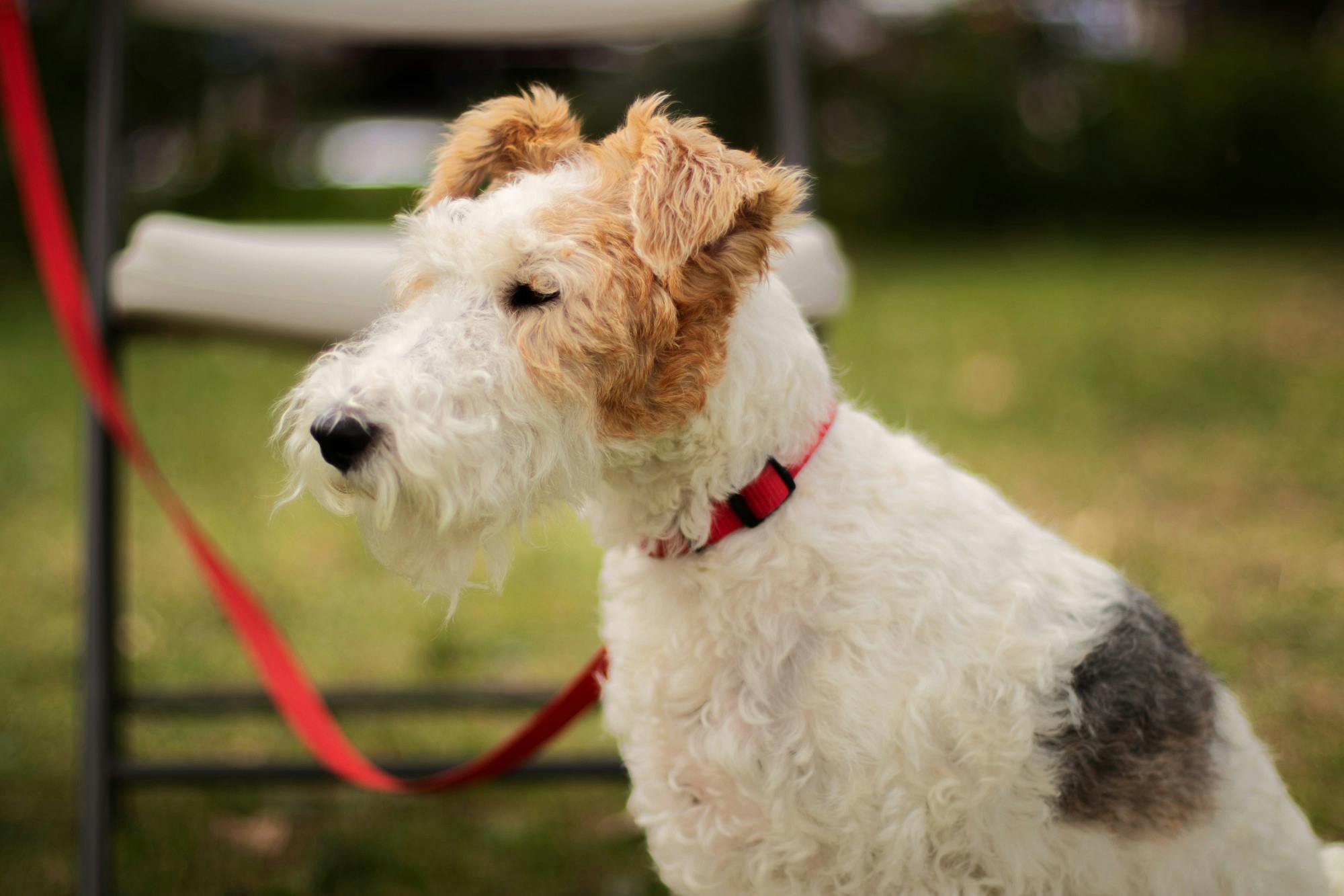 Cafecitos con perritos y Rosa