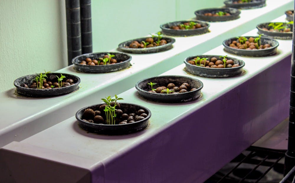 Photo story: Butterfly Farm