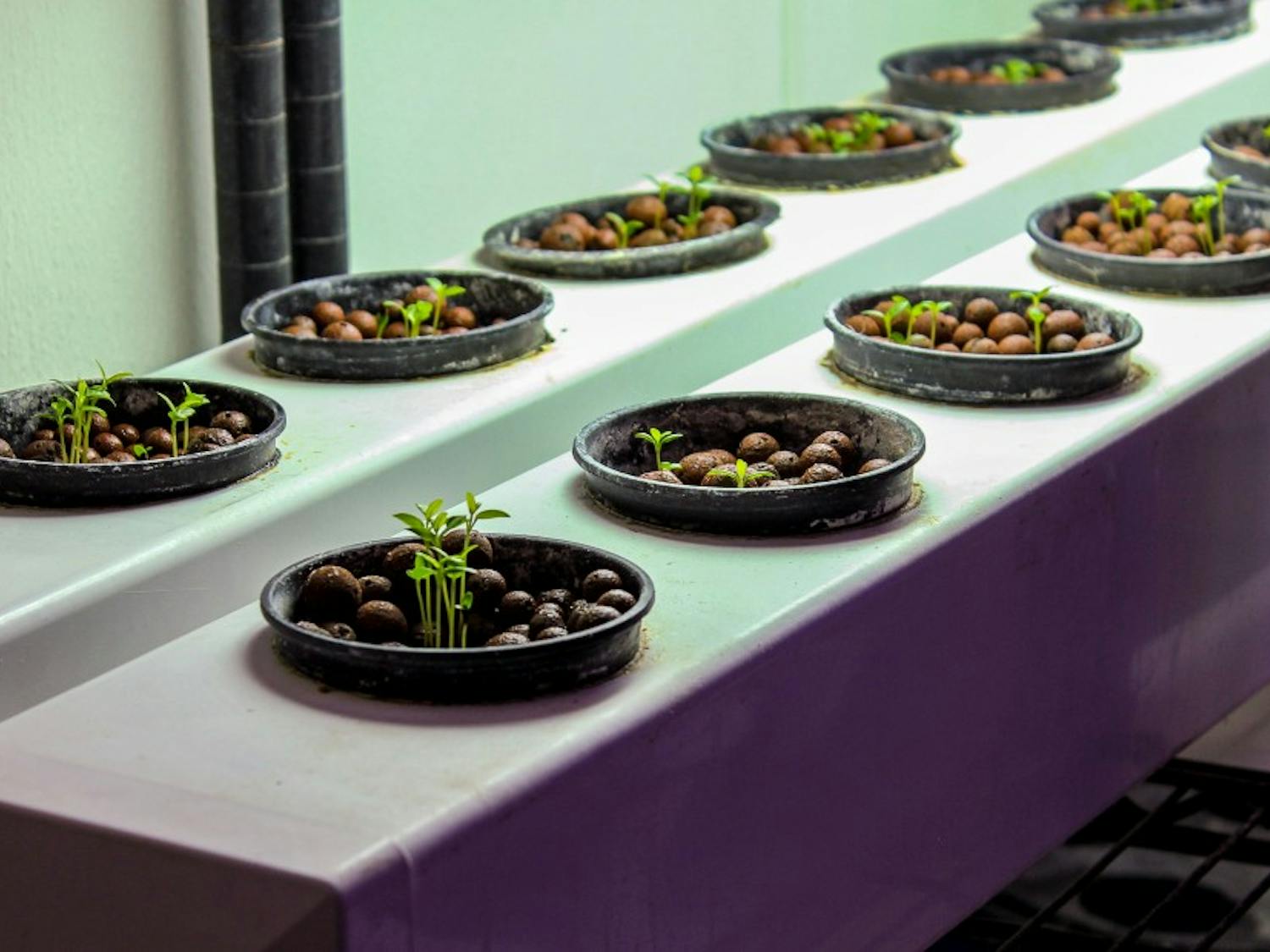 Photo story: Butterfly Farm