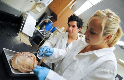 Undergraduates Stephanie Ryan and Santiago Gonzales dissect a human brain during a biology lab Friday. 