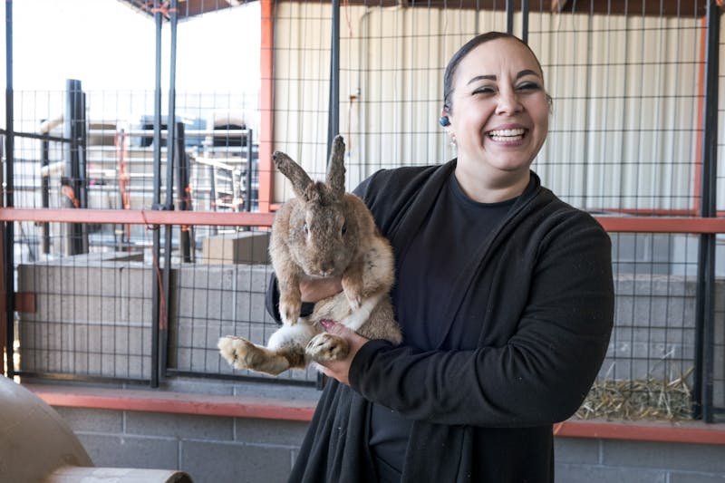 Hareraising Over 100 rabbits available for adoption New Mexico