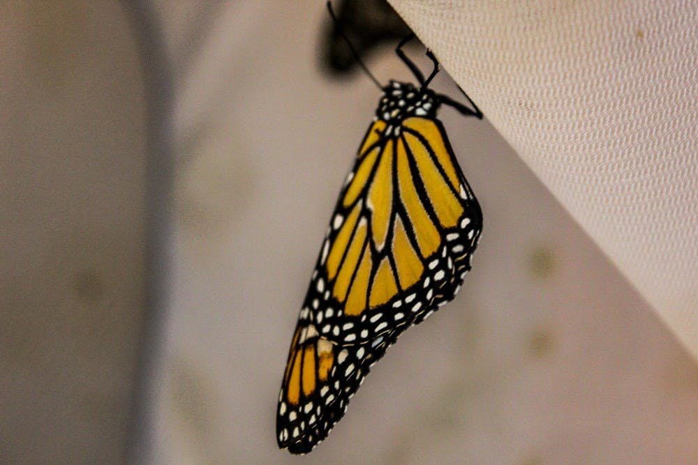 Photo story: Butterfly farm