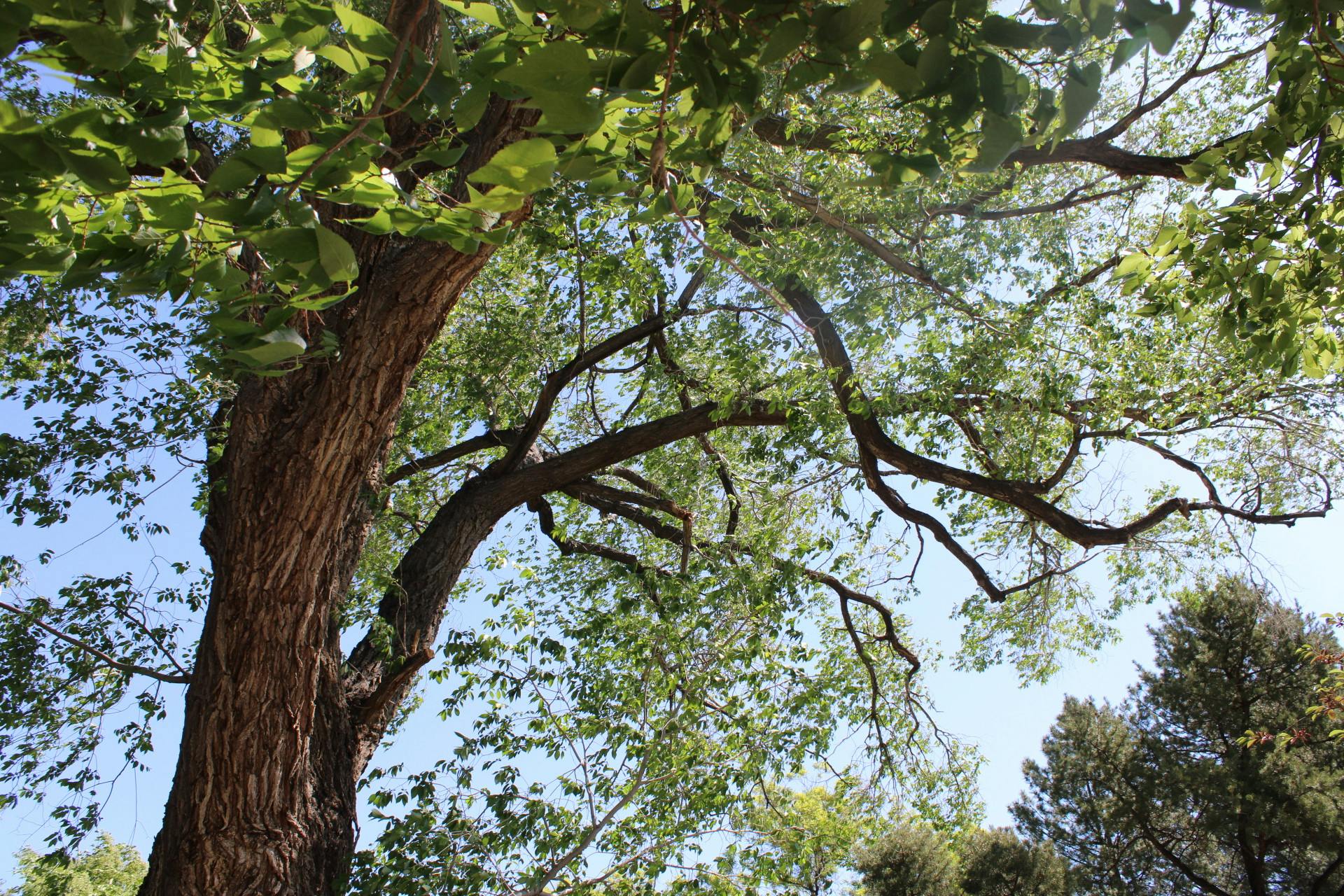 PHOTO STORY: Nature at UNM