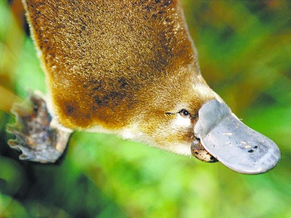 platypus.jpg