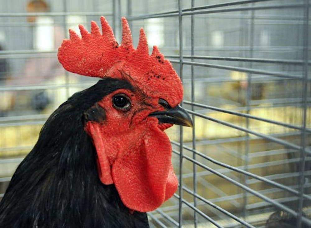 A rooster that was for sale at the State Fair. Albuquerque City Ordinances allow urbanites to have one rooster and 15 chickens per household.