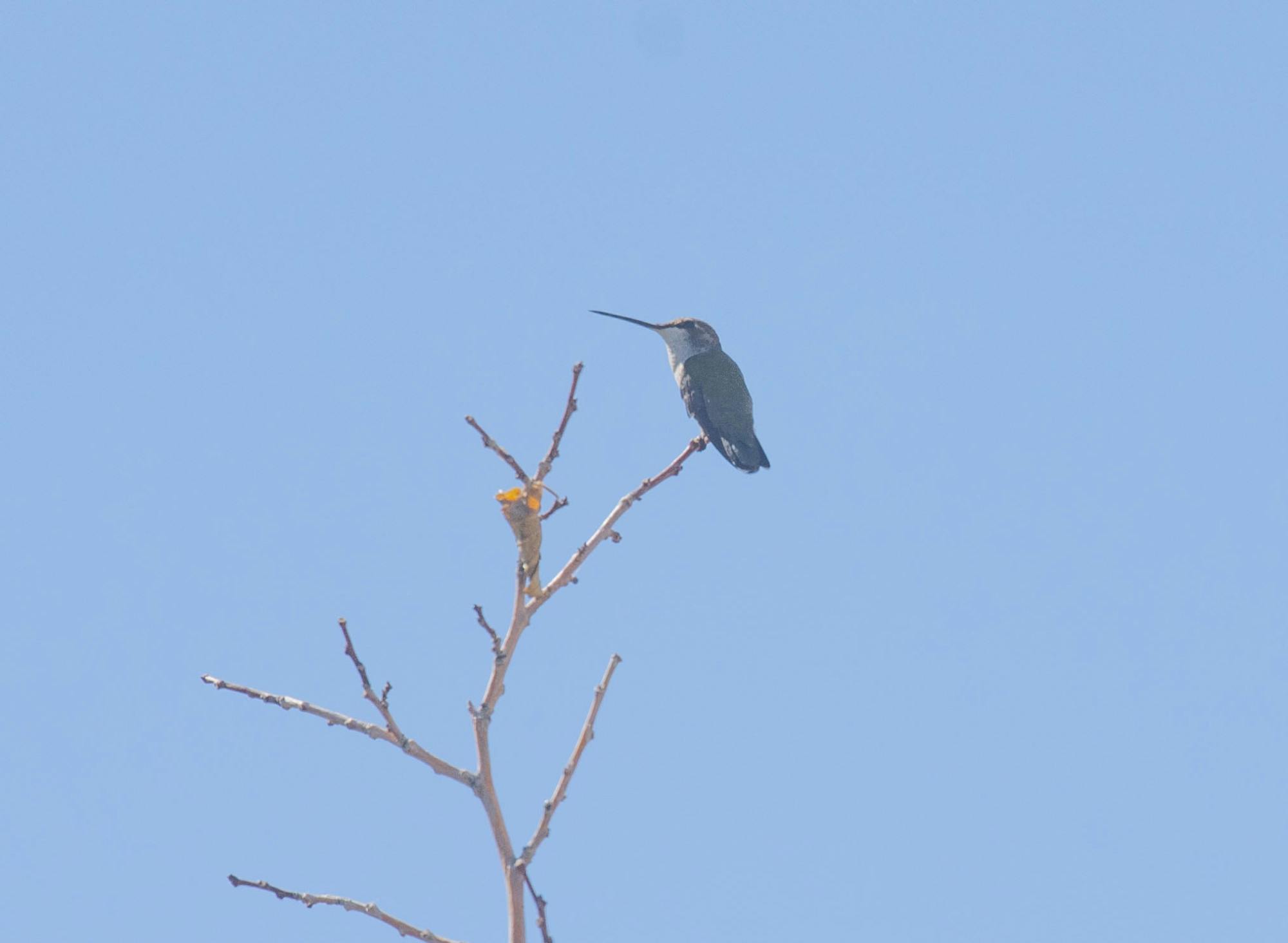 Hummingbird Backpacks