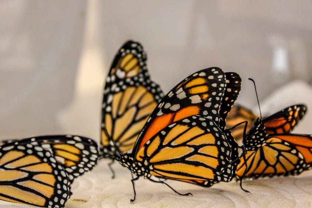 Photo story: Butterfly farm