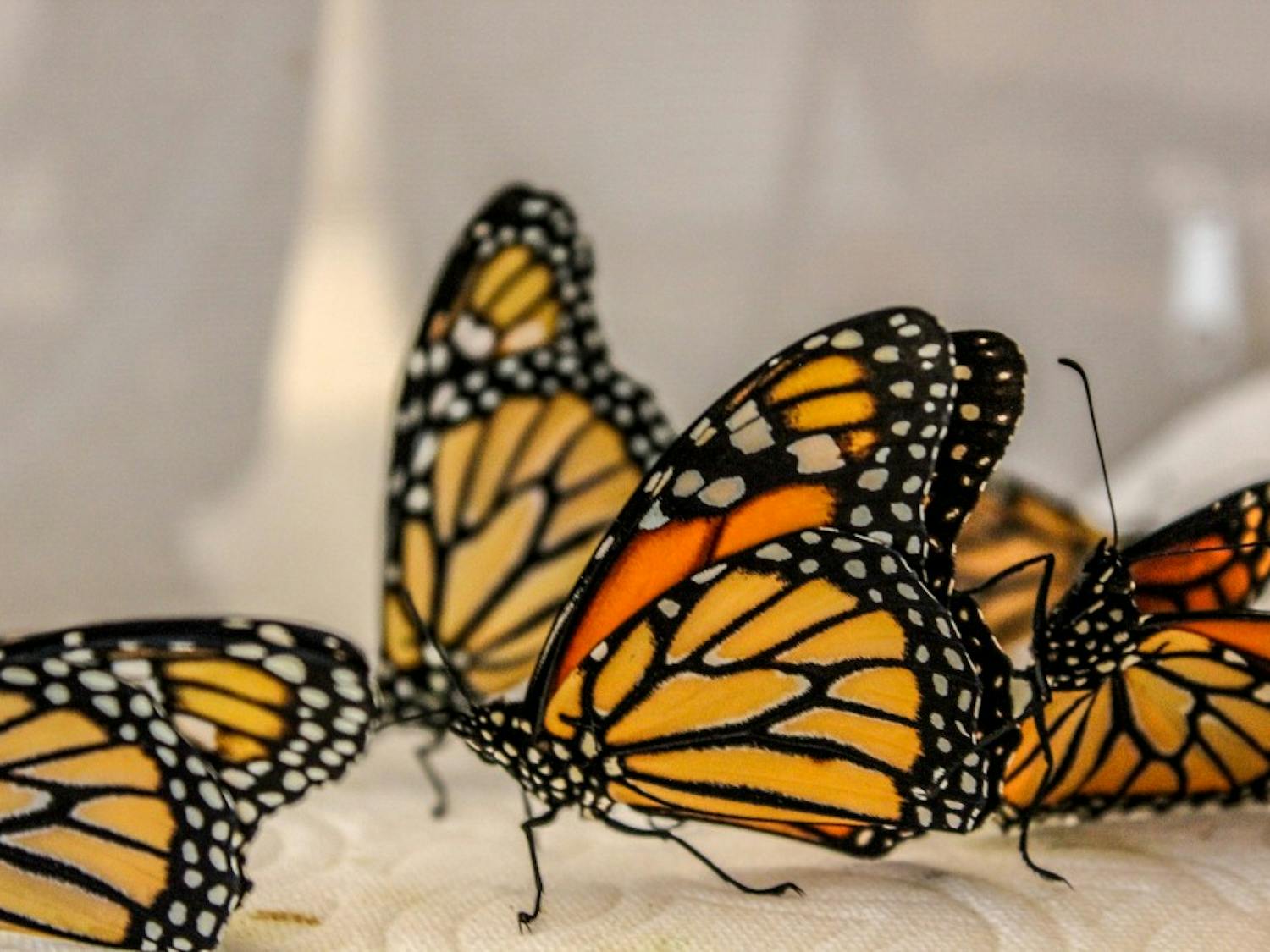 Photo story: Butterfly farm