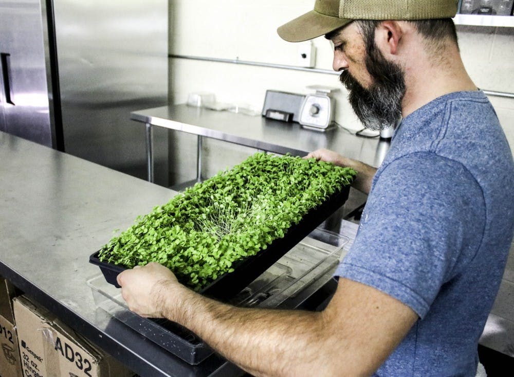 Ryan Tynan, Co-owner of Urbana works on prepping micro sprouts for harvest on Aug. 27, 2017.