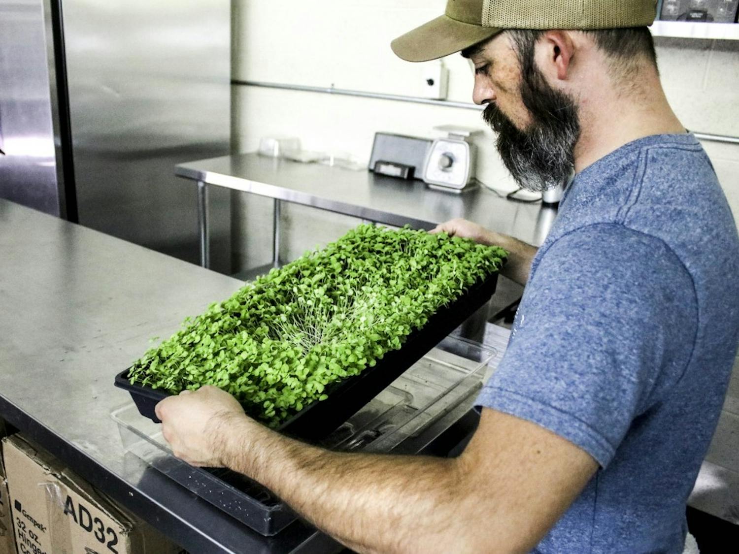 Ryan Tynan, Co-owner of Urbana works on prepping micro sprouts for harvest on Aug. 27, 2017.