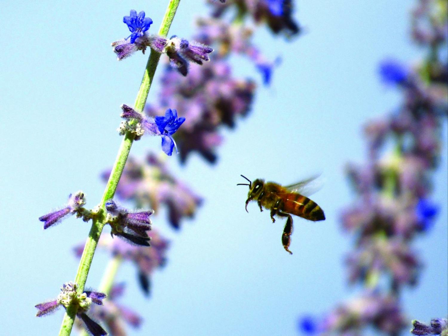 Honeybee .jpg