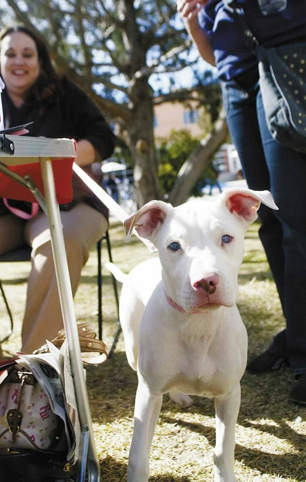 Stevie Rae was one of the dogs up for adoption at a pit bull adoption fair in the Mesa Vista Hall Courtyard on Tuesday. The event was held to educate the campus community about pit bulls and provide information on adoption, city pet ordinances, and dog ca