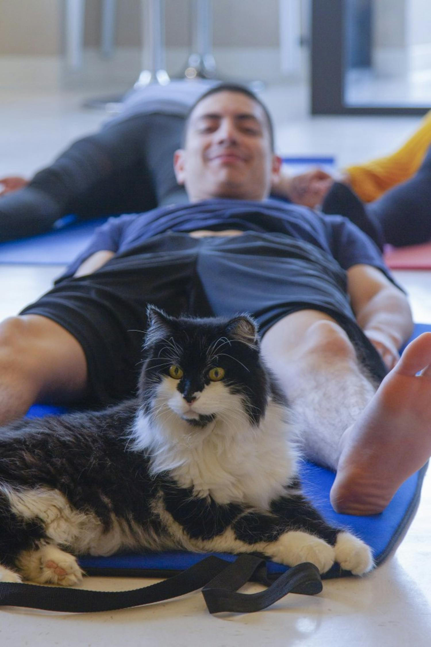 Cat Yoga 