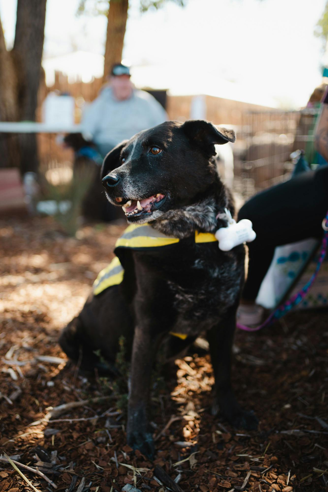Halloween Adoption Event