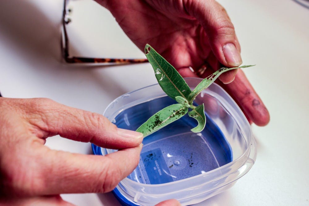 Photo story: Butterfly farm