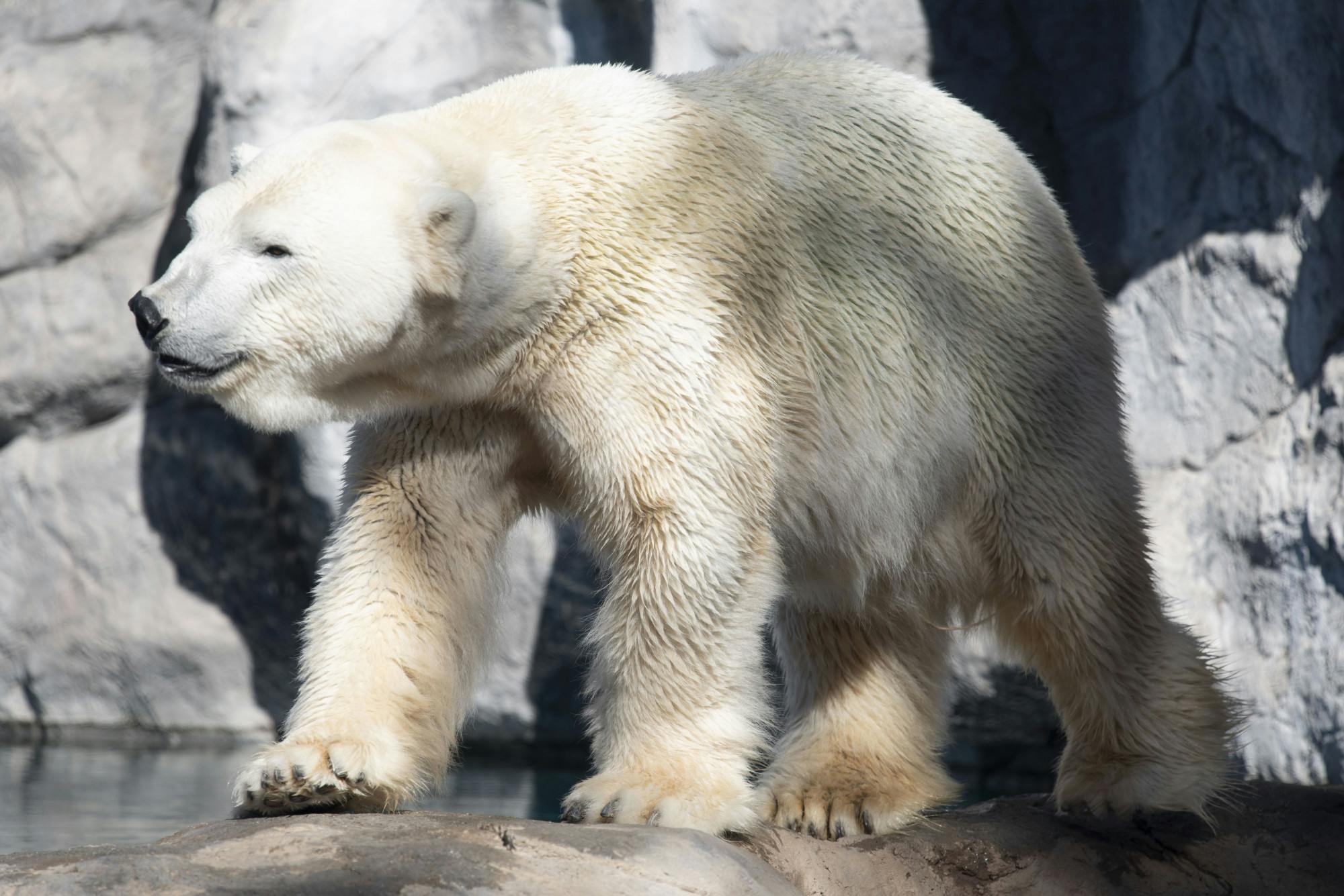 Polar bear day