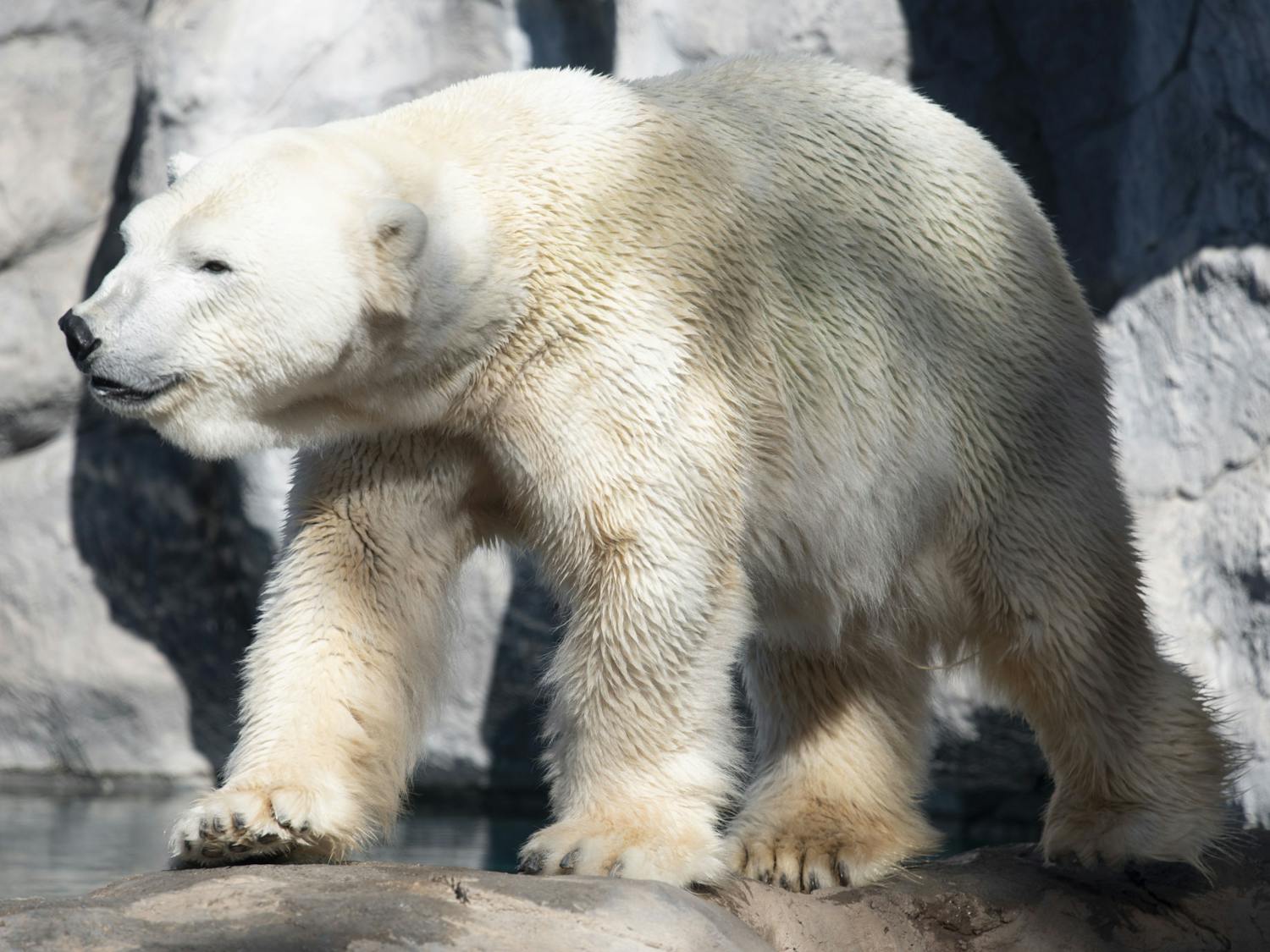 Polar bear day