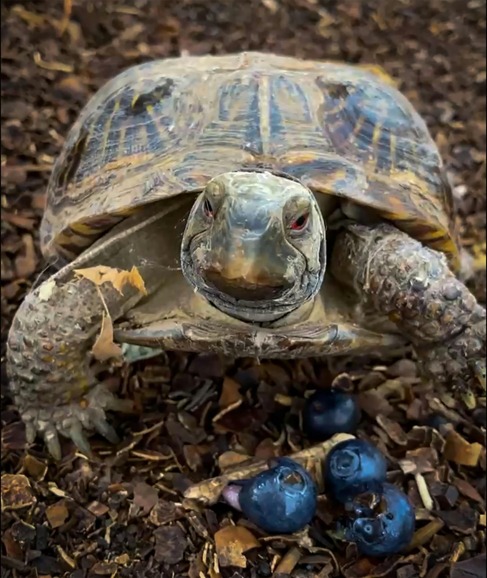 PHOTO STORY: The Art of Critters