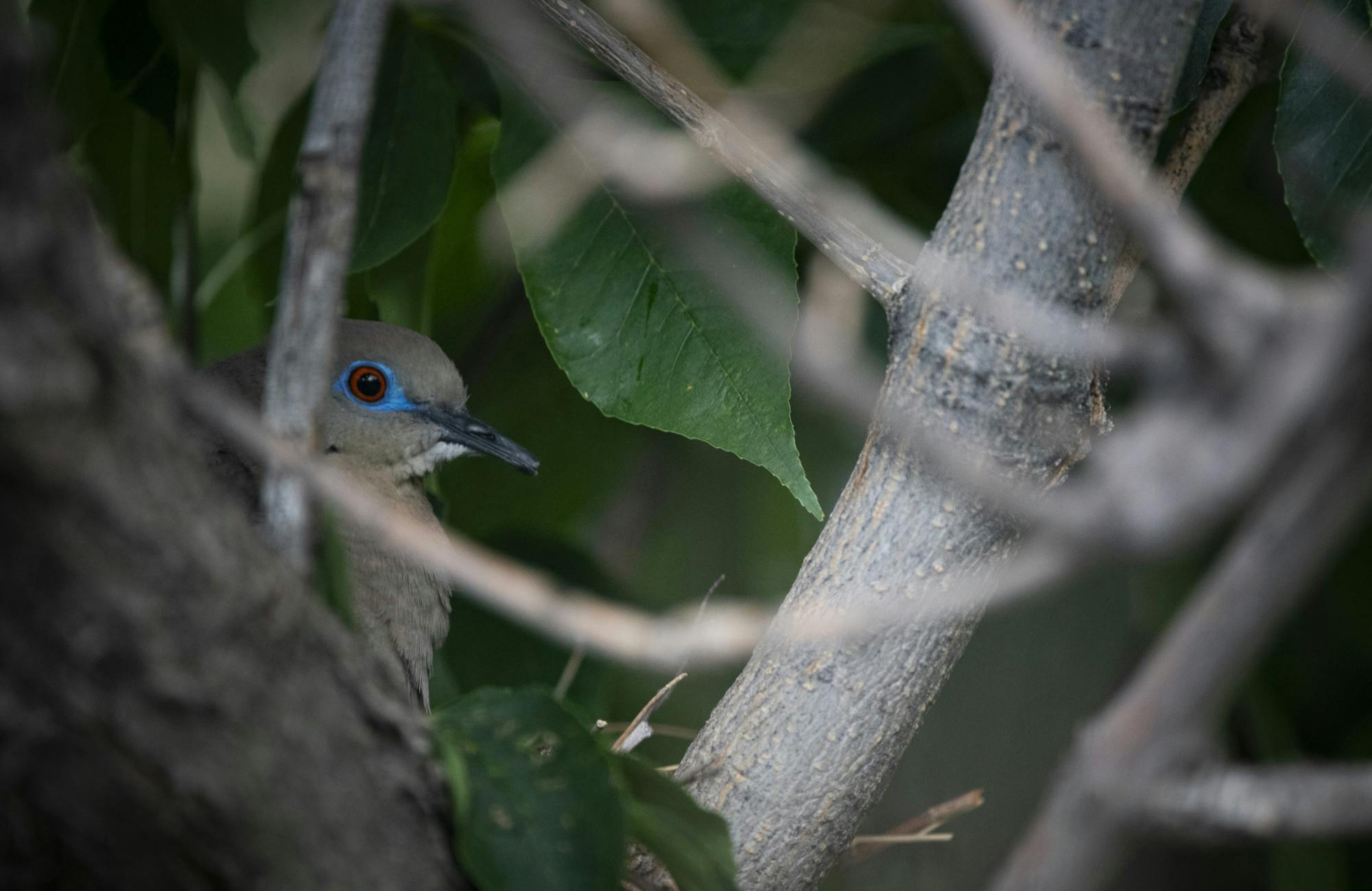 PHOTO STORY: Summer Wings of ABQ