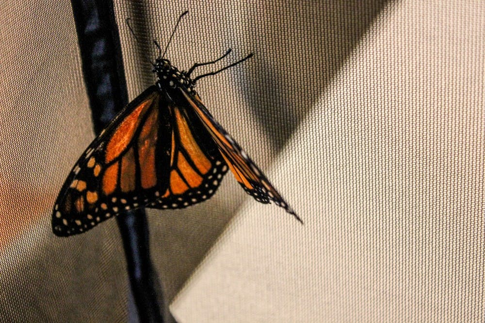 Photo story: Butterfly farm