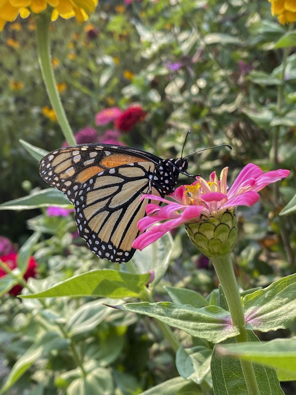 <p>Miami has four butterfly gardens on campus, which feature local plants that provide nutrients to birds, butterflies and insects.</p>