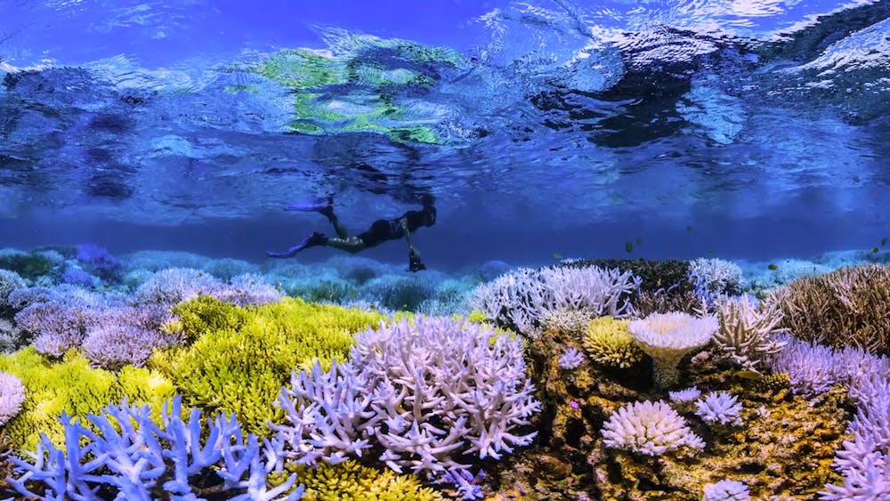 <p>When some corals begin to bleach they turn vibrant colors rather than the characteristic ghostly white. Credit: <em>Chasing Coral</em>, Netflix.<br/><br/></p>