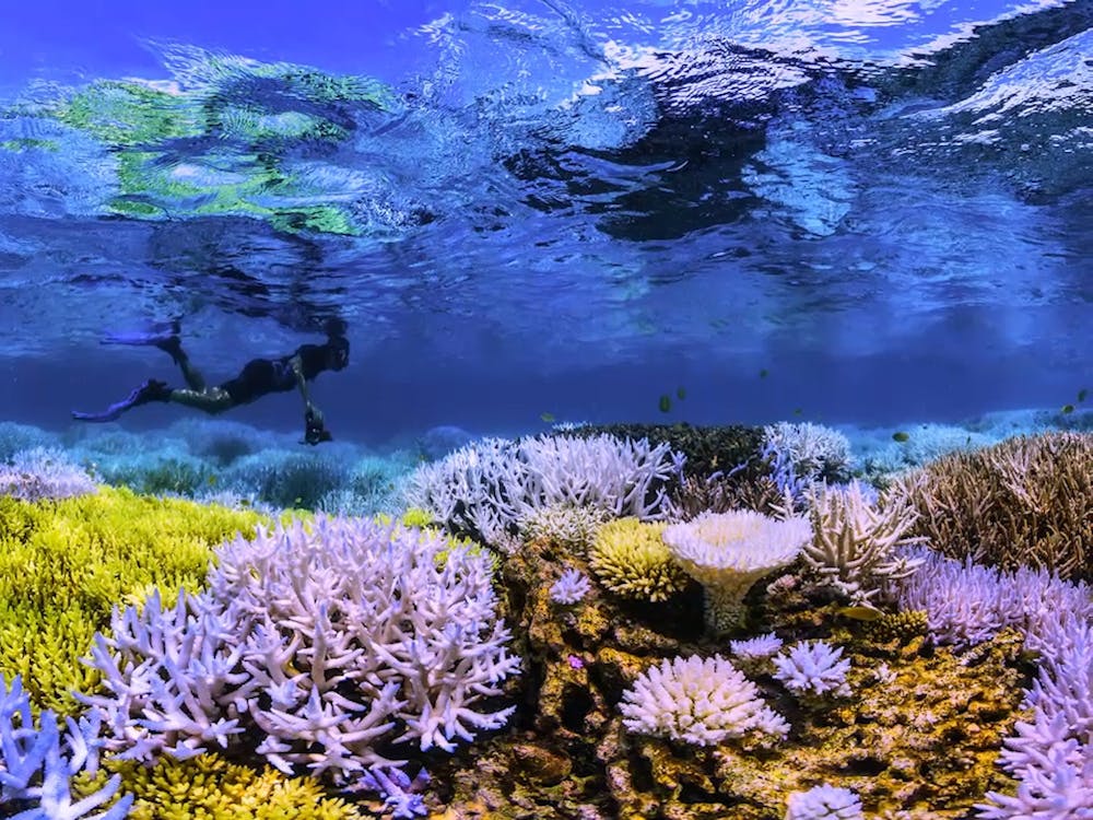 When some corals begin to bleach they turn vibrant colors rather than the characteristic ghostly white. Credit: Chasing Coral, Netflix.