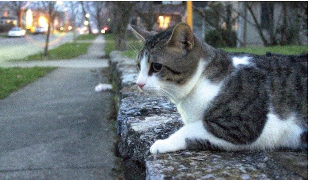 Undergraduate students who leave the Oxford area during the summer sometimes leave pets behind. Some animals have even been found on the side of the road with a bag of food.