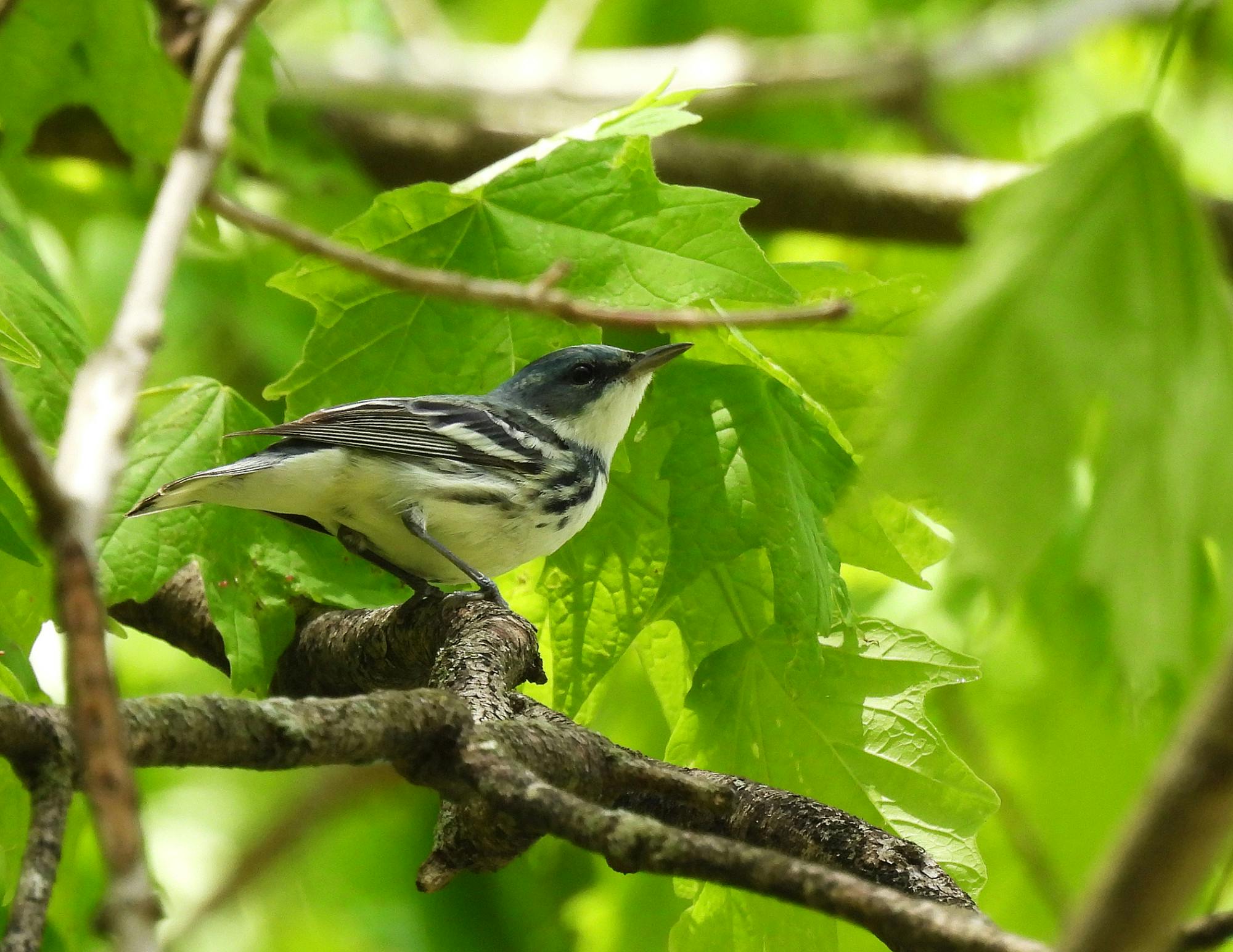 A cerulean warbler perches on a tree branch at Hueston Woods