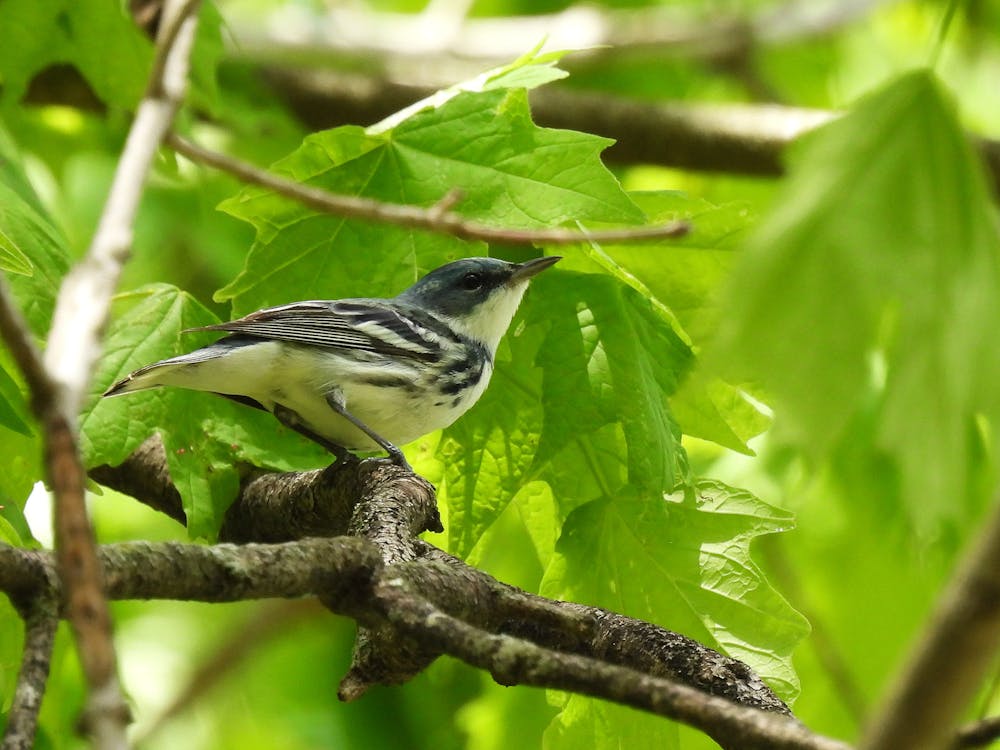 A cerulean warbler perches on a tree branch at Hueston Woods