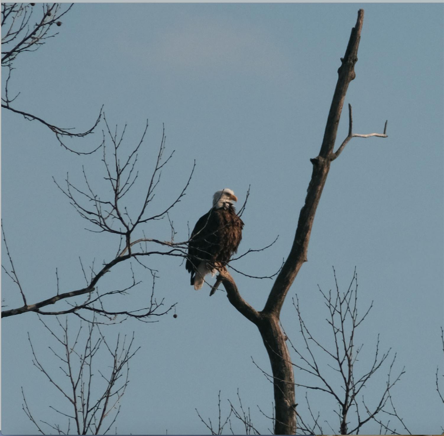 Once endangered, the bald eagle represents strength and freedom for most Americans. But for Hueston Woods, their two bald eagles remain a symbol of wonder and hope.