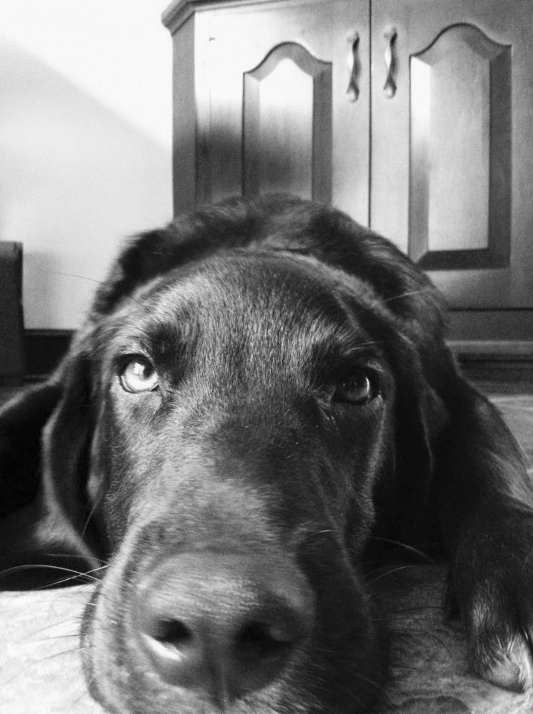 Ollie, the best worst dog | Photo by Mary Schrott