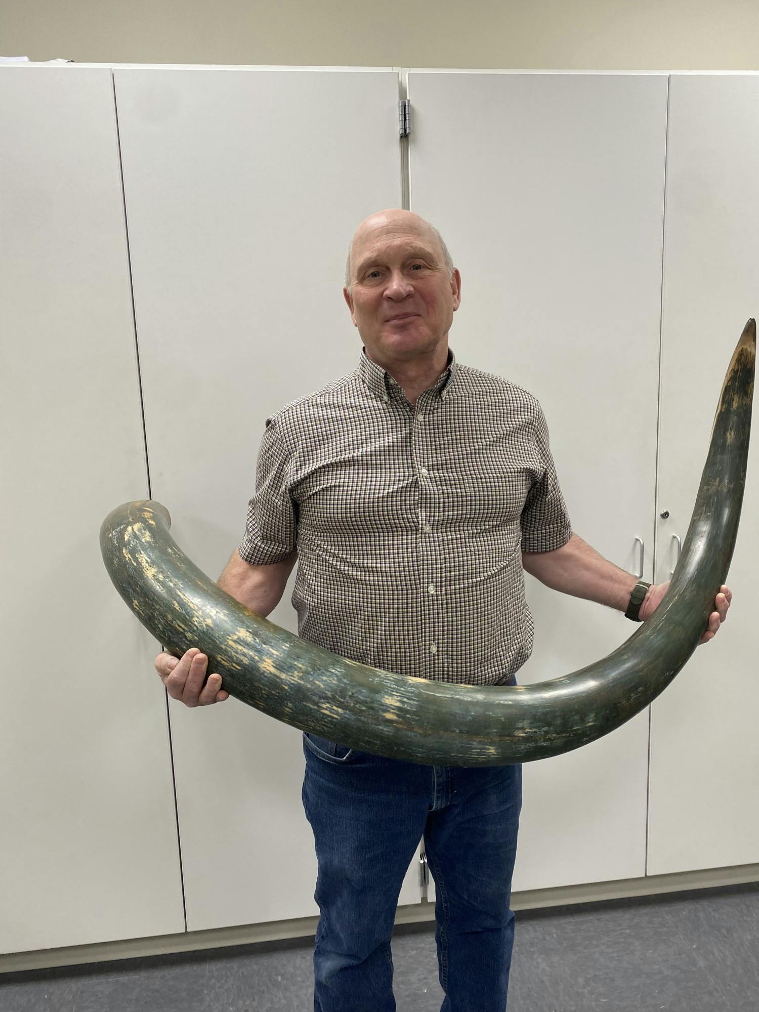 Museum director Kendall Hauer holding a seven foot long mammoth tusk recently donated to the museum.﻿