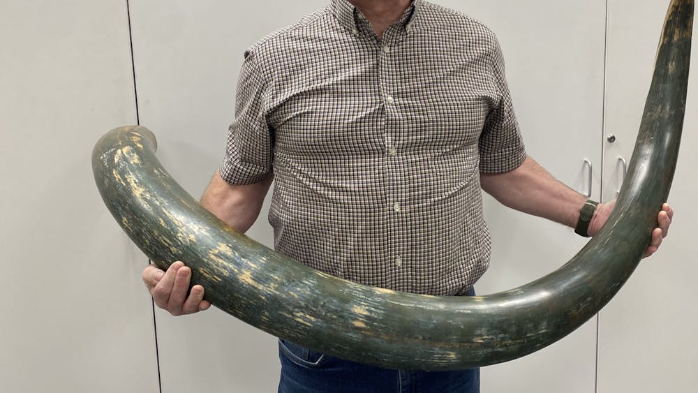 Museum director Kendall Hauer holding a seven foot long mammoth tusk recently donated to the museum.﻿