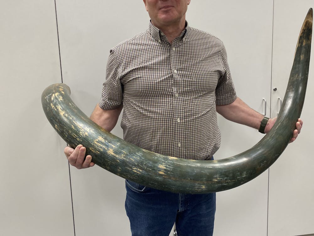 Museum director Kendall Hauer holding a seven foot long mammoth tusk recently donated to the museum.﻿