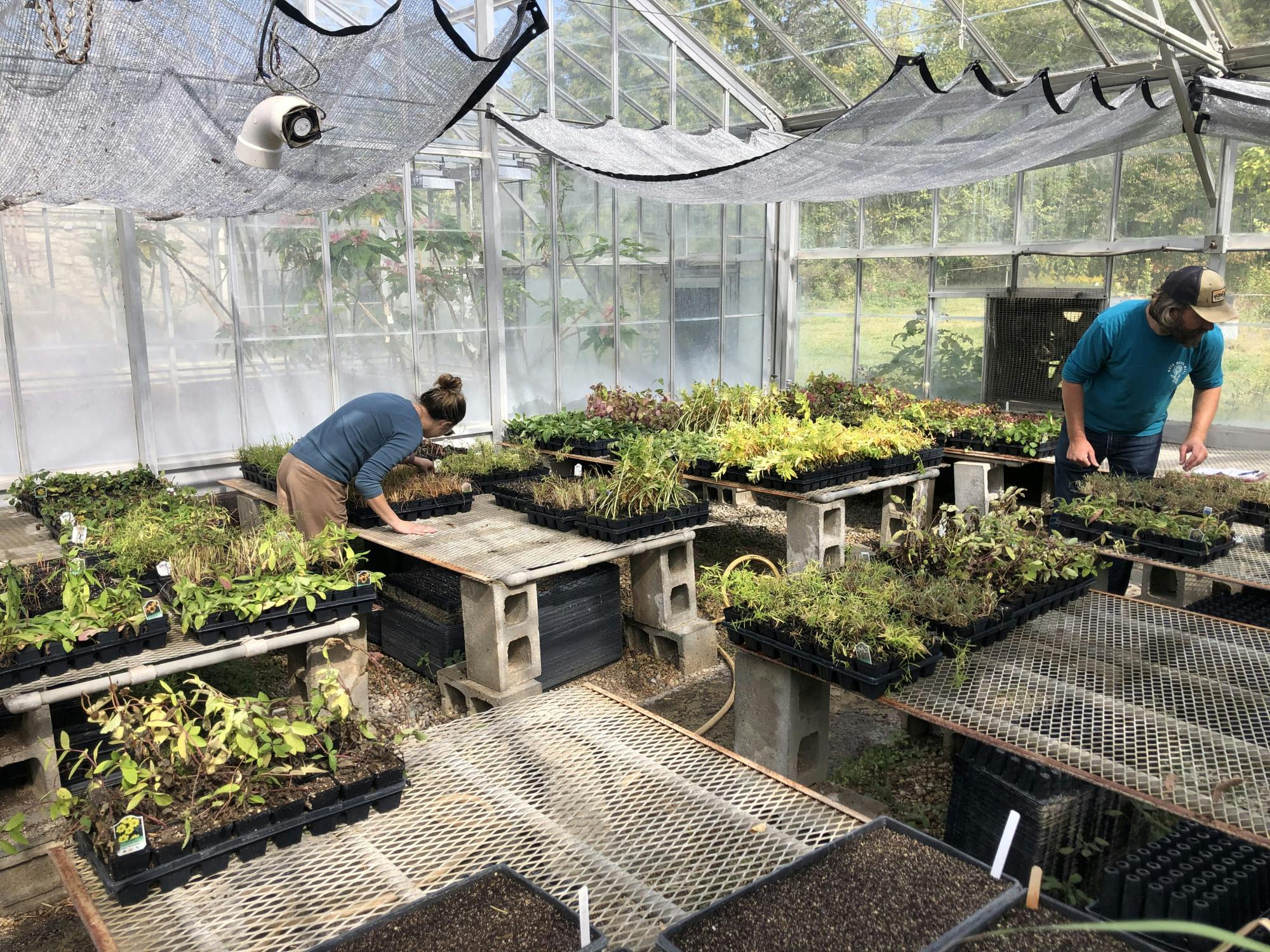 The pollinator plants that will beautify Ernst Nature Theatre will be housed in a Miami greenhouse. Photo provided by Daniel Accrocco.