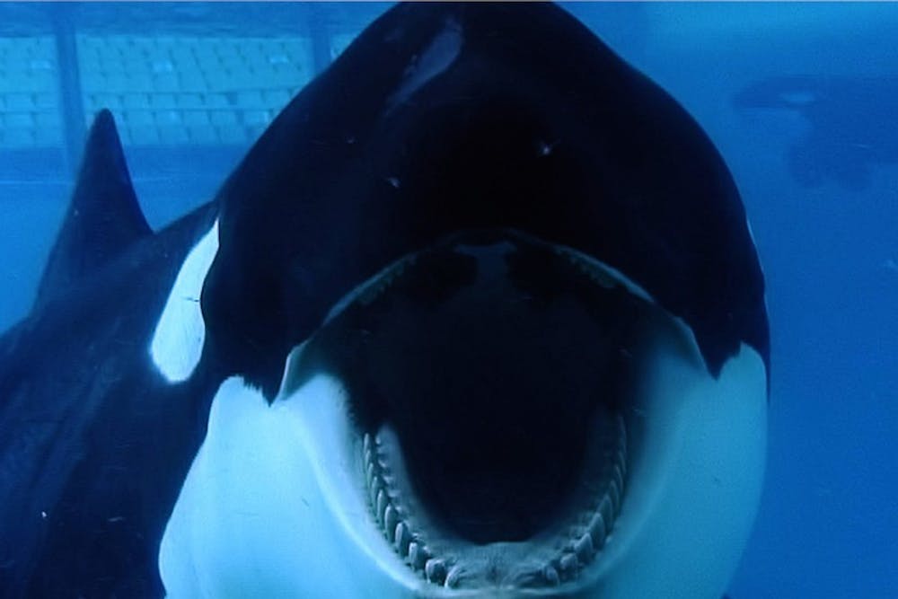 "Blackfish" will probably kill your V-Day mood, though it will educate you on SeaWorld's treatment of its whales.