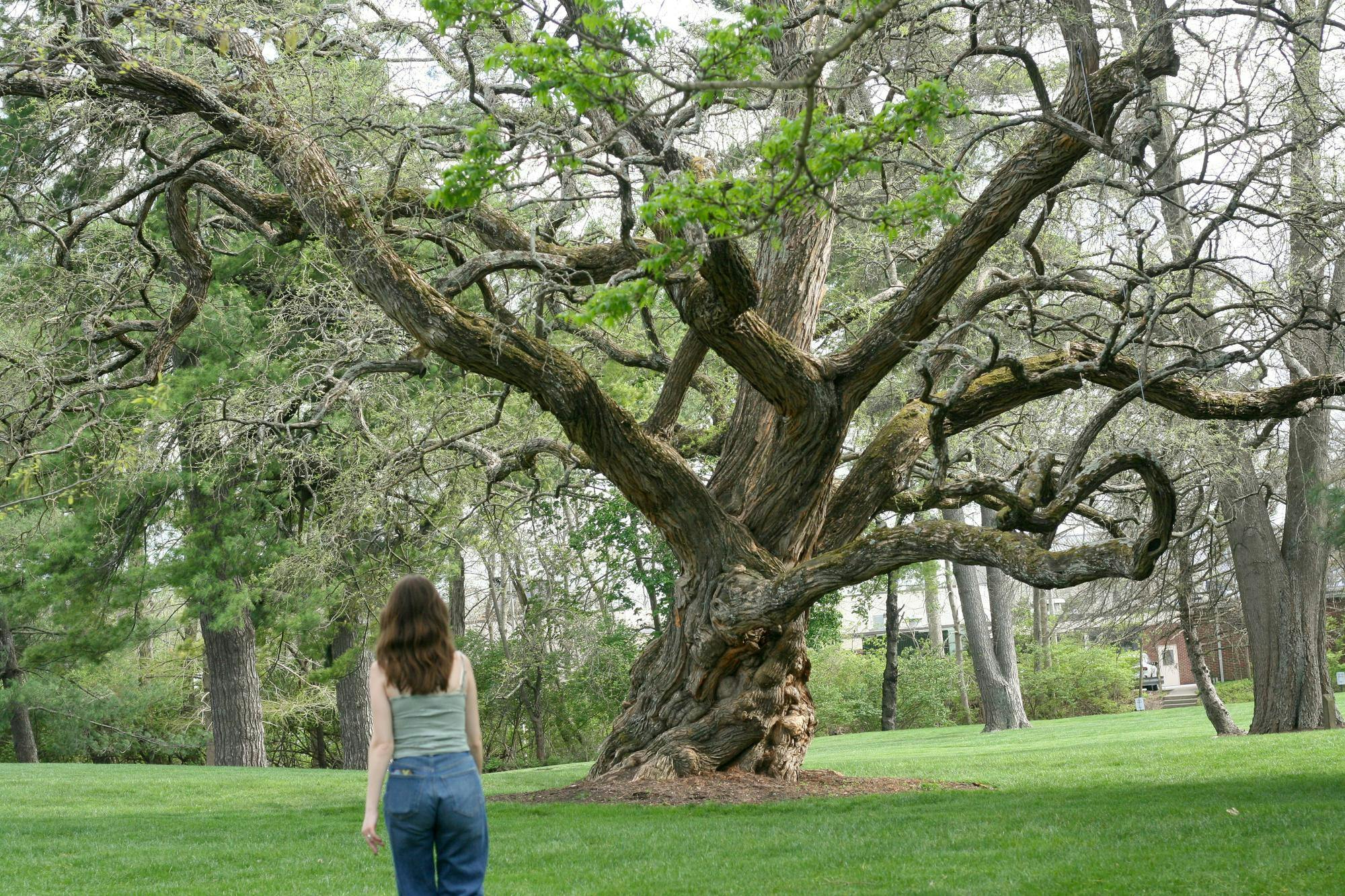 A student walks past the centuries-old Osage orange tree behind Cook Field.