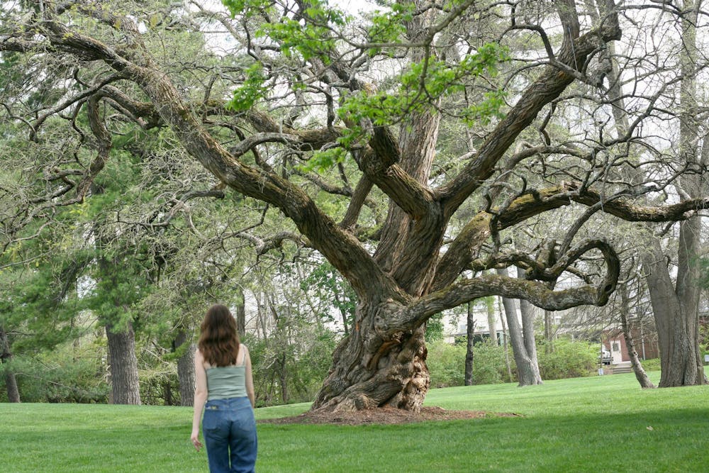 A student walks past the centuries-old Osage orange tree behind Cook Field.