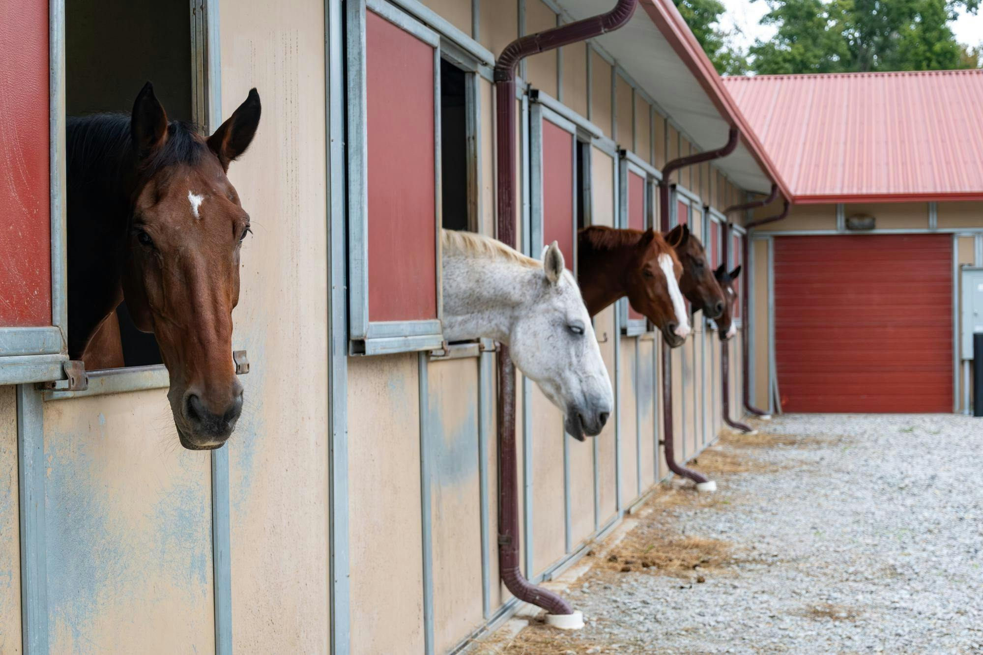 Horses stand in stables at the Equestrian Center.