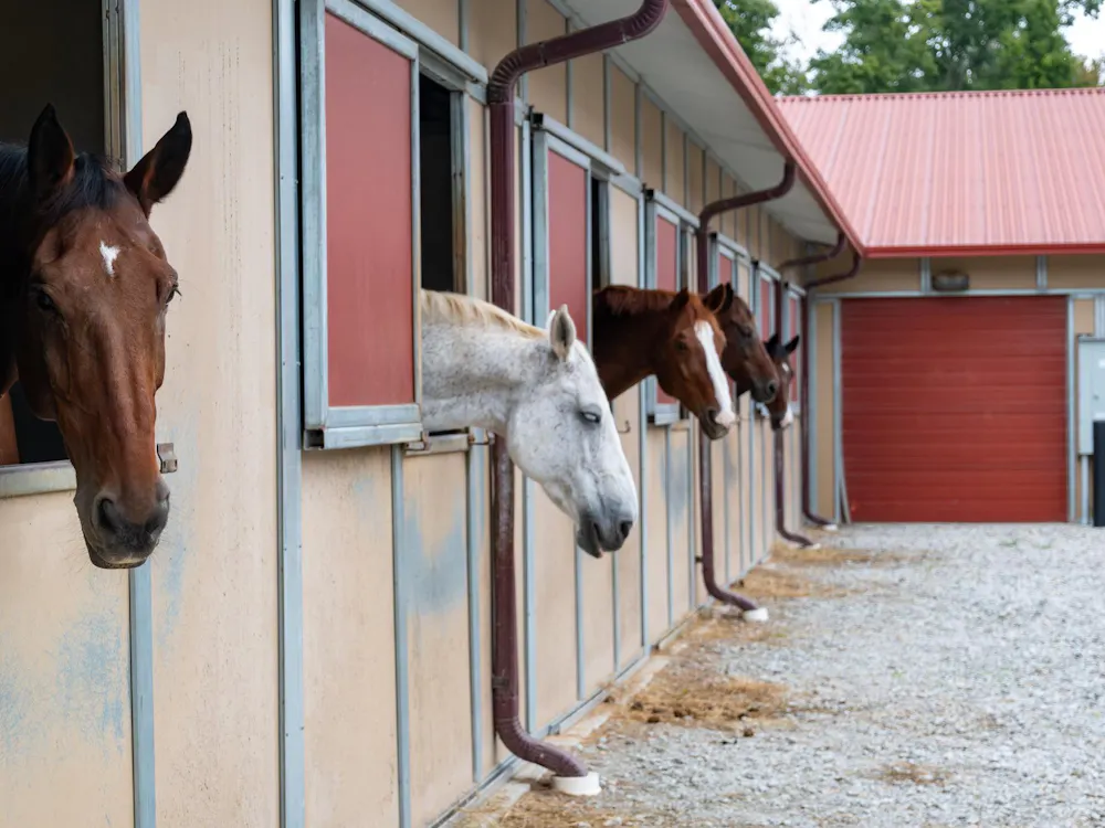 Horses stand in stables at the Equestrian Center.