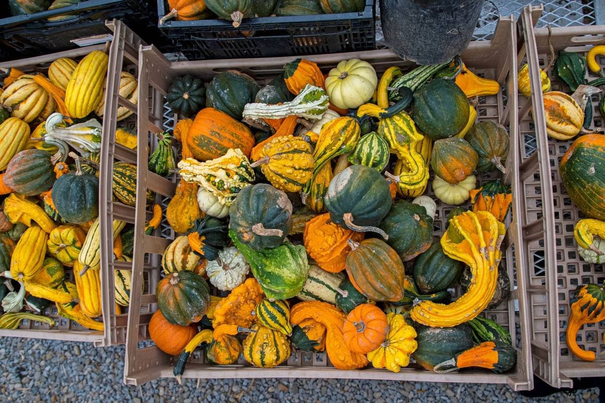 Miami&#x27;s Institute for Food fights through the lack of student awareness. 