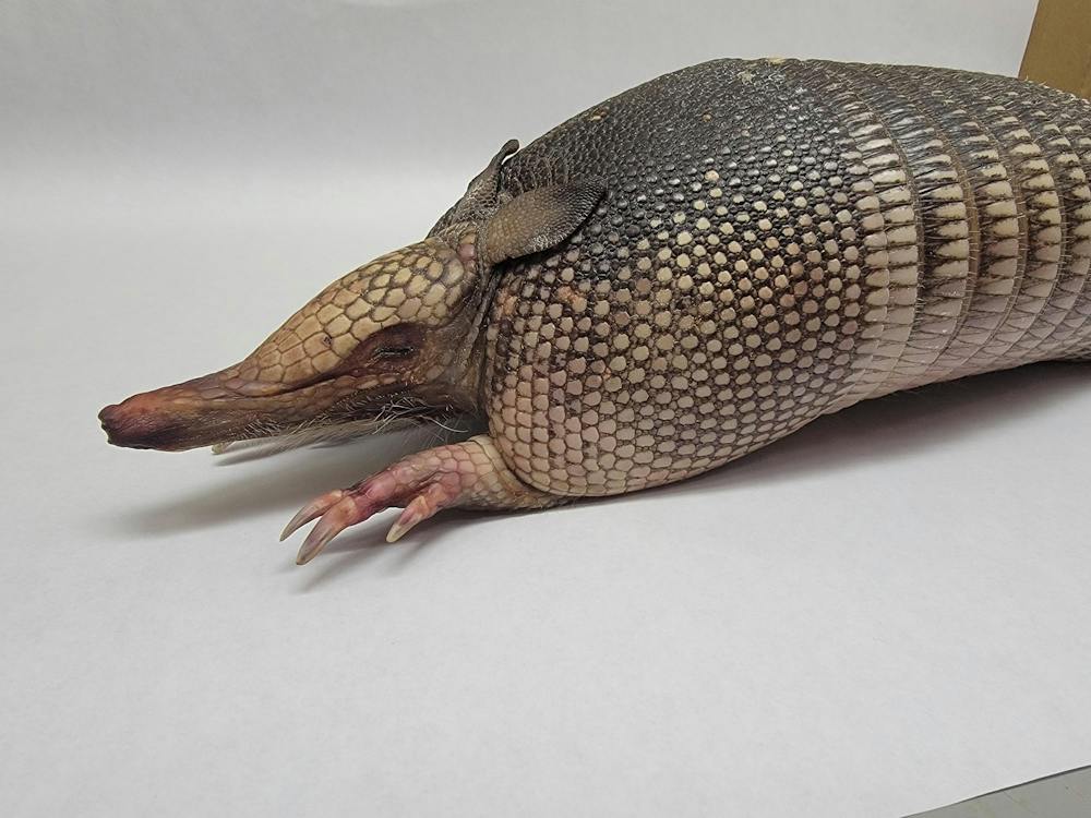 The deceased armadillo found in Oxford awaits research and taxidermy. Photo provided by Steve Sullivan