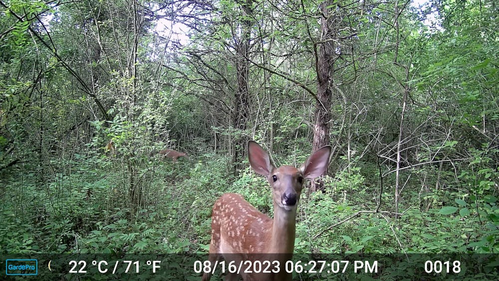Trail cameras are the primary way that students and professors have learned about deer in the Natural Areas. Photo provided by Elea Cooper﻿