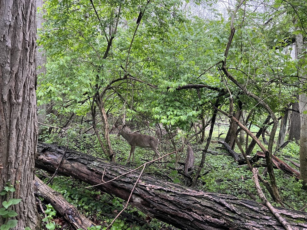 Anecdotally, Marcum Loop has the most deer of any natural area in Oxford.